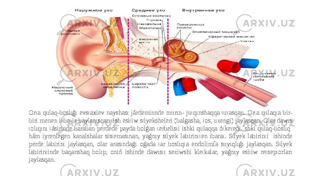 Orta qulaq-boslıǵı evstaxiev nayshası járdeminnde murın- jutqınshaqqa tutasqan. Orta qulaqta bir- biri menen izbe-iz baylanısqan úsh esitiw súyeksheleri (balgasha, tos, uzengi) jaylasqan. Olar dawıs tolıqını tásirinde baraban perdede payda bolǵan terbelisti ishki qulaqqa ótkeredi.İshki qulaq-boslıq hám iyrenlegen kanalshalar sistemasınan, yaǵnıy súyek labirintten ibarat. Súyek labirinti ishinde perde labirint jaylasqan, olar arasındaǵı oǵada tar boslıqta endolimfa suyıqlıǵı jaylasqan. Súyek labirintinde baqanshaq bolıp, oniń ishinde dawıstı seziwshi kletkalar, yaǵnıy esitiw retseptorları jaylasqan. 
