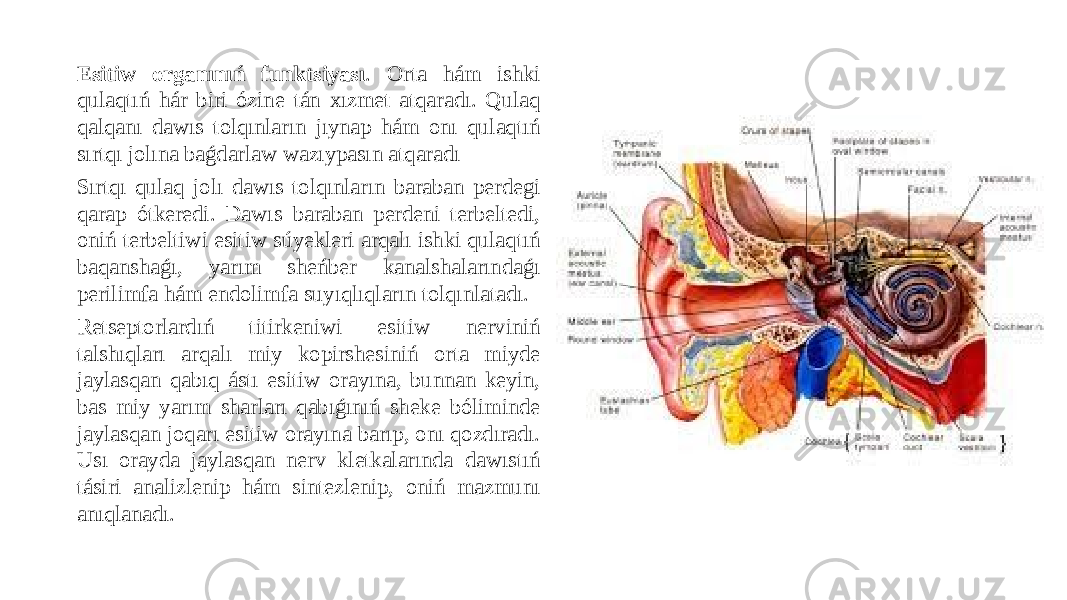 Esitiw organınıń funktsiyası . Orta hám ishki qulaqtıń hár biri ózine tán xızmet atqaradı. Qulaq qalqanı dawıs tolqınların jıynap hám onı qulaqtıń sırtqı jolına baǵdarlaw wazıypasın atqaradı Sırtqı qulaq jolı dawıs tolqınların baraban perdegi qarap ótkeredi. Dawıs baraban perdeni terbeltedi, oniń terbeltiwi esitiw súyekleri arqalı ishki qulaqtıń baqanshaǵı, yarım sheńber kanalshalarındaǵı perilimfa hám endolimfa suyıqlıqların tolqınlatadı. Retseptorlardıń titirkeniwi esitiw nerviniń talshıqları arqalı miy kopirshesiniń orta miyde jaylasqan qabıq ástı esitiw orayına, bunnan keyin, bas miy yarım sharları qabıǵınıń sheke bóliminde jaylasqan joqarı esitiw orayına barıp, onı qozdıradı. Usı orayda jaylasqan nerv kletkalarında dawıstıń tásiri analizlenip hám sintezlenip, oniń mazmunı anıqlanadı. 