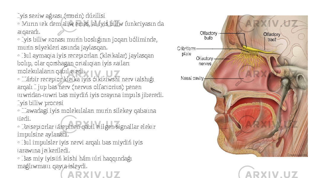 Iyis seziw aǵzası (murin) dúzilisi • Murın tek dem aliw emes, al iyis biliw funkciyasın da atqaradı. • Iyis biliw zonası murin boslıǵının joqarı bóliminde, murin súyekleri astında jaylasqan. • Bul aymaqta iyis receptorları (kletkalar) jaylasqan bolıp, olar qorshagan ortalıqtan iyis zatları molekulaların qabıl etedi. • Hárbir receptor kletka iyis ótkiziwshi nerv talshıǵı arqalı I jup bas nerv (nervus olfactorius) penen tuwridan-tuwri bas miydiń iyis orayına impuls jiberedi. Iyis biliw procesi • Hawadagi iyis molekulaları murin silekey qabatına tiedi. • Retseptorlar tárepinen qabıl etilgen signallar elektr impulsine aylanadi. • Bul impulsler iyis nervi arqalı bas miydiń iyis tarawına jetkeriledi. • Bas miy iyistiń kúshi hám túri haqqındaǵı maǵlıwmattı qayta isleydi. 