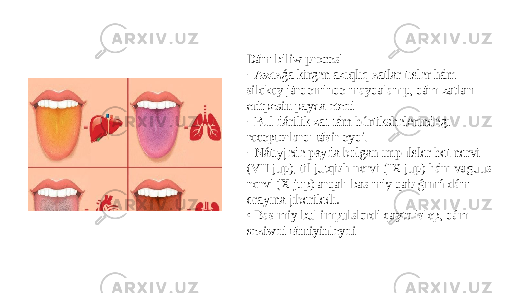 Dám biliw procesi • Awızǵa kirgen azıqlıq zatlar tisler hám silekey járdeminde maydalanıp, dám zatları eritpesin payda etedi. • Bul dárilik zat tám búrtikshelerindegi receptorlardı tásirleydi. • Nátiyjede payda bolgan impulsler bet nervi (VII jup), til jutqish nervi (IX jup) hám vaguus nervi (X jup) arqalı bas miy qabıǵınıń dám orayına jiberiledi. • Bas miy bul impulslerdi qayta islep, dám seziwdi támiyinleydi. 