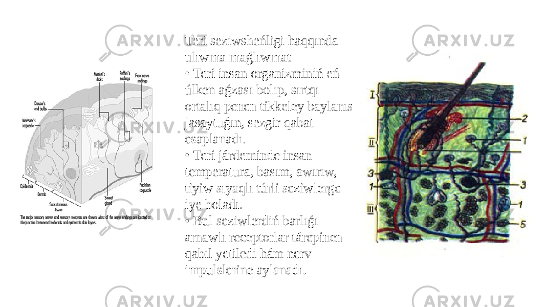 Teri seziwsheńligi haqqında ulıwma maǵlıwmat • Teri insan organizminiń eń úlken aǵzası bolıp, sırtqı ortalıq penen tikkeley baylanıs jasaytuǵın, sezgir qabat esaplanadı. • Teri járdeminde insan temperatura, basım, awırıw, tiyiw sıyaqlı túrli seziwlerge iye boladı. • Bul seziwlerdiń barlıǵı arnawlı receptorlar tárepinen qabıl yetiledi hám nerv impulslerine aylanadı. 