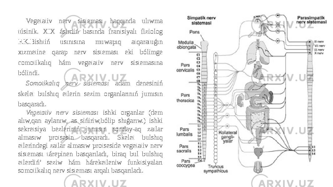 Vegetativ nerv sisteması haqqında ulıwma túsinik. XIX ásirdiń basında frantsiyalı fiziolog F.K.Bishtiń usınısına muwapıq atqaratuǵın xızmetine qarap nerv sisteması eki bólimge comotikalıq hám vegetativ nerv sistemasına bólindi. Somotikalıq nerv sisteması adam denesiniń skelet bulshıq etlerin sezim organlarınıń jumısın basqaradı. Vegetativ nerv sisteması ishki organlar (dem alıw,qan aylanıw, as sińiriw,bólip shıǵarıw.) ishki sekretsiya bezleriniń jumısın sonday-aq zatlar almasıw protsesin basqaradı. Skelet bulshıq etlerindegi zatlar almasıw protseside vegetativ nerv sisteması tárepinen basqarıladı, biraq bul bulshıq etlerdiń’ seziw hám háreketleniw funktsiyaları somotikalıq nerv sisteması arqalı basqarıladı. 