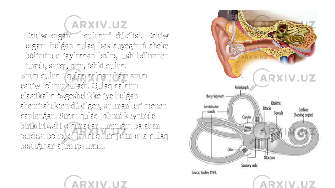 Esitiw organı - qulaqtıń dúzilisi. Esitiw organı bolǵan qulaq bas suyeginiń sheke bóliminde jaylasqan bolıp, ush bólimnen turadı, sırtqı, orta, ishki qulaq. Sırtqı qulaq - qulaq qalqanı hám sırtqı esitiw jolınan turadı. Qulaq qalqanı elastikalıq ózgeshelikke iye bolǵan shemirshekten dúzilgen, sırtınan teri menen qaplanǵan. Sırtqı qulaq jolınıń keyninde biriktiriwshi toqımadan turatuǵın baraban perdesi bolıp, ol sırtqı qulaq jolın orta qulaq boslıǵınan ajıratıp turadı. 