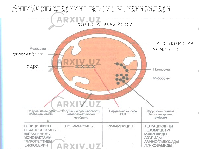 Антибиотикларнинг таъсир механизмлари Бактерия хужайраси Цитоплазматик мембрана ядроХужайра мембранаси 