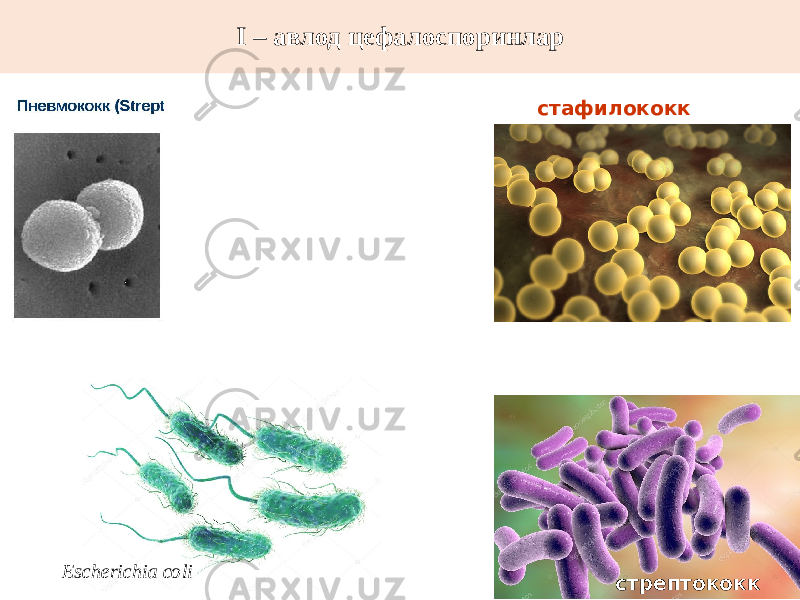 I – авлод цефалоспоринлар стрептококкстафилококк Escherichia coli 