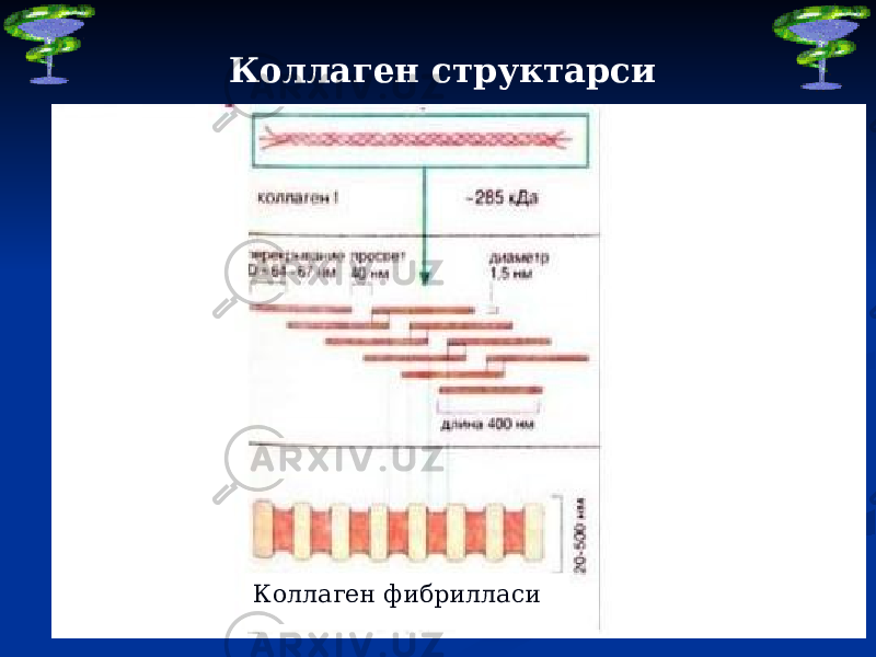 Коллаген структарси Коллаген фибрилласи 