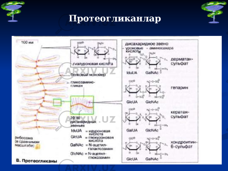 Протеогликанлар 