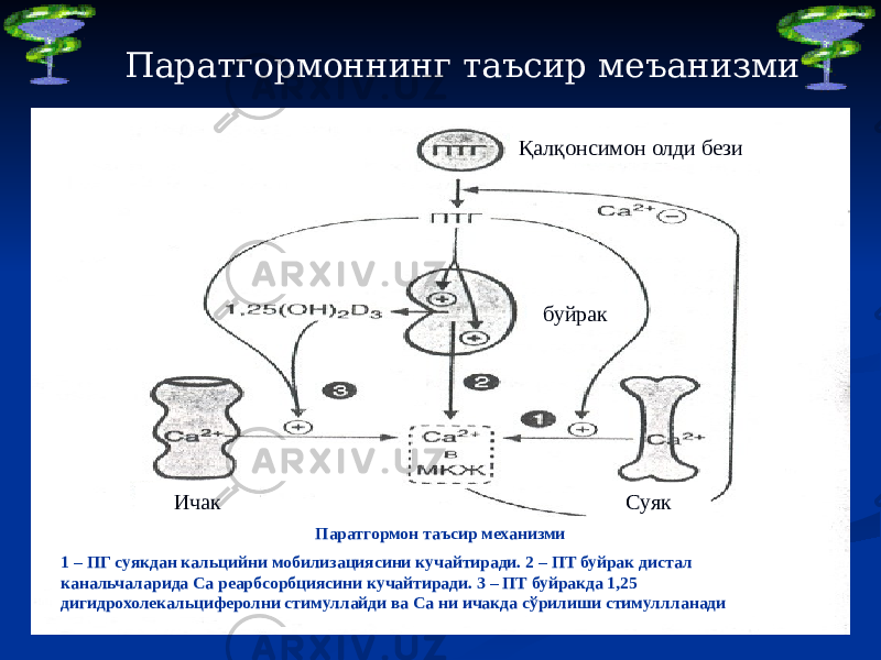 Паратгормоннинг таъсир меъанизми Қалқонсимон олди бези Ичак Суяк Паратгормон таъсир механизми 1 – ПГ суякдан кальцийни мобилизациясини кучайтиради. 2 – ПТ буйрак дистал канальчаларида Са реарбсорбциясини кучайтиради. 3 – ПТ буйракда 1,25 дигидрохолекальциферолни стимуллайди ва Са ни ичакда сўрилиши стимуллланади буйрак 