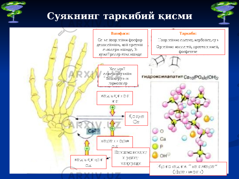 Суякнинг таркибий қисми кальцитри ол паратгорм он Етишмовчилиг и рахит чақиради Қонда Сакальцитон инКальций алмашинувини бошқарувчи гормонлар Вазифаси: Са ва ноорганик фосфор деполаниши, қон яратиш аъзолари ишида, В- хужайралар етилишида Таркиби: Ноорганик: апатит, карбонат, сув Органик: коллаген, протеогликан, фосфатаза Кристалик “панжара” (фрагмент) 