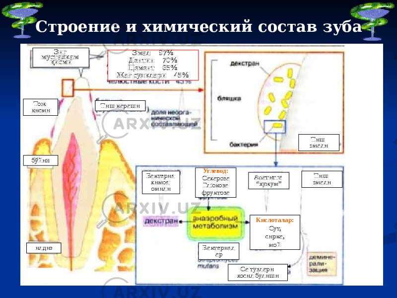 Строение и химический состав зуба Эмал – 97% Дентин – 70% Цемент – 65% Жағ суяклари – 45%Энг мустахкам қисми Тож қисми Тиш караши бўйин илдиз Тиш эмали Бактерия химоя омили Углевод: Сахароза Глюкоза фруктоза Тиш эмалиАпатитга “хужум” Кислоталар: Сут, сирка, мой Са тузлари хосил булишиБактериял ар 