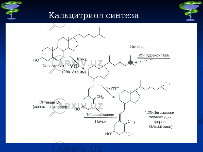 Кальцитриол синтези 