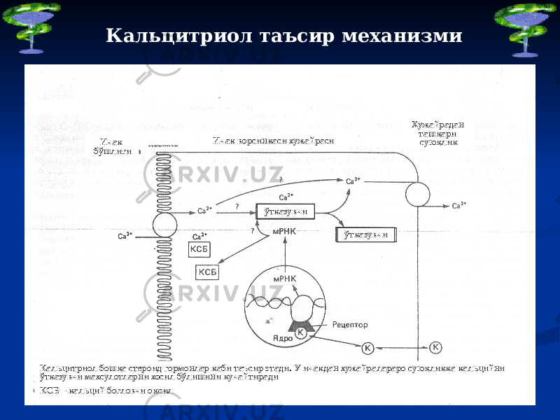 Кальцитриол таъсир механизми Хужайрадан ташқари суюқликИчак ворсинкаси хужайраси Ичак бўшлиғи ўтказувчи ўтказувчи Кальцитриол бошқа стероид гормонлар каби таъсир этади. У ичакдан хужайралараро суюқликка кальцийни ўтказувчи махсулотларни хосил бўлишини кучайтиради КСБ – кальций боғловчи оқсил 