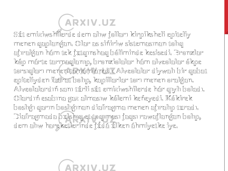  Sút emiziwshilerde dem alıw jolları kirpiksheli epiteliy menen qaplanǵan. Olar as sińiriw sistemasınan tolıq ajıralǵan hám tek jutqınshaq bóliminde kesisedi. Bronxlar kóp márte tarmaqlanıp, bronxiolalar hám alveolalar ókpe torsıqları menen tamamlanadı. Alveolalar diywalı bir qabat epiteliyden ibarat bolıp, kapillarlar torı menen oralǵan. Alveolalardıń sanı túrli sút emiziwshilerde hár qıylı boladı. Olardıń esabına gaz almasıw kólemi keńeyedi. Kókirek boslıǵı qarın boslıǵınan diafragma menen ajıralıp turadı. Diafragmada bulshıq et toqıması jaqsı rawajlanǵan bolıp, dem alıw hareketlerinde júdá úlken áhmiyetke iye. 