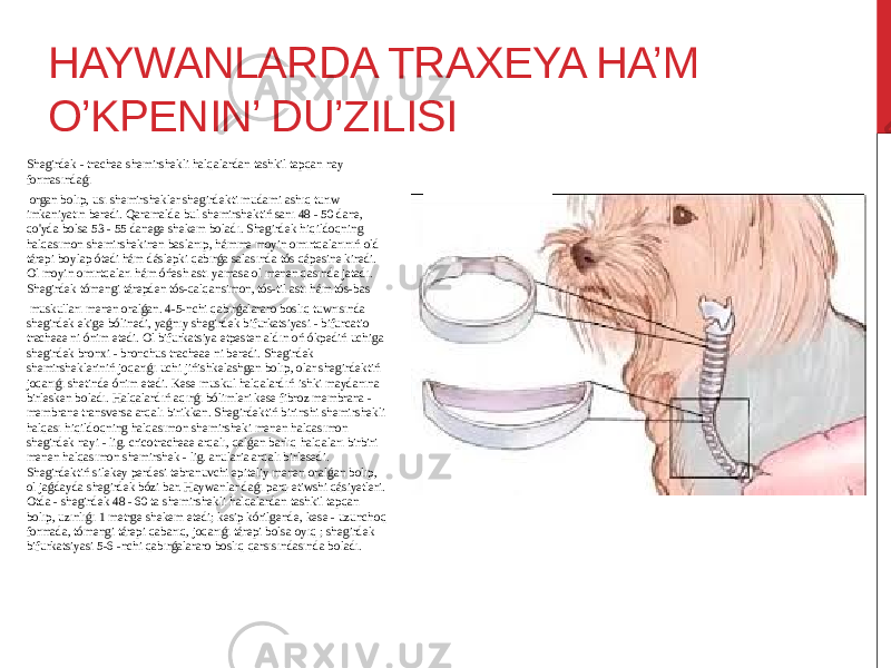 HAYWANLARDA TRAXEYA HA’M O’KPENIN’ DU’ZILISI Shegirdek - trachea shemirshekli halqalardan tashkil tapqan nay formasındaǵı organ bolıp, usı shemirshekler shegirdekti mudami ashıq turıw imkaniyatın beredi. Qaramalda bul shemirshektiń sanı 48 - 50 dane, qo&#39;yda bolsa 53 - 55 danege shekem boladı. Shegirdek hiqildoqning halqasımon shemirshekinen baslanıp, hámme moyin omırtqalarınıń old tárepi boylap ótedi hám dáslepki qabırǵa salasında tós qápesine kiredi. Ol moyin omırtqaları hám óńesh astı yamasa ol menen qasında jatadı. Shegirdek tómengi tárepden tós-qalqansimon, tós-til astı hám tós-bas muskulları menen oralǵan. 4-5-nchi qabırǵalararo boslıq tuwrısında shegirdek ekige bólinedi, yaǵnıy shegirdek bifurkatsiyasi - bifurcatio tracheae ni ónim etedi. Ol bifurkatsiya etpesten aldın oń ókpediń uchiga shegirdek bronxi - bronchus tracheae ni beredi. Shegirdek shemirshekleriniń joqarıǵı uchi jińishkelashgan bolıp, olar shegirdektiń joqarıǵı shetinde ónim etedi. Kese muskul halqalardıń ishki maydanına birlesken boladı. Halqalardıń aqırǵı bólimleri kese fibroz membrana - membrane transversa arqalı birikkan. Shegirdektiń birinshi shemirshekli halqası hiqildoqning halqasımon shemirsheki menen halqasımon shegirdek nayi - lig. cricotracheae arqalı, qalǵan barlıq halqaları birbiri menen halqasımon shemirshek - lig. anularia arqalı birlesedi. Shegirdektiń silekey perdesi tebranuvchi epiteliy menen oralǵan bolıp, ol jaǵdayda shegirdek bózi bar. Haywanlar daǵı parq etiwshi qásiyetleri. Otda - shegirdek 48 - 60 ta shemirshekli halqalardan tashkil tapqan bolıp, uzınlıǵı 1 metrge shekem etedi; kesip kórilgende, kese - uzunchoq formada, tómengi tárepi qabarıq, joqarıǵı tárepi bolsa oyıq ; shegirdek bifurkatsiyasi 5-6 -nchi qabırǵalararo boslıq qarsısındasında boladı. 