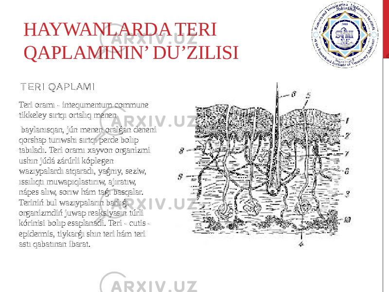 HAYWANLARDA TERI QAPLAMININ’ DU’ZILISI T E RI Q A P LA M I Teri oramı - intequmentum commune tikkeley sırtqı ortalıq menen baylanısqan, jún menen oralǵan deneni qorshap turıwshı sırtqı perde bolıp tabıladı. Teri oramı xayvon organizmi ushın júdá zárúrli kóplegen wazıypalardı atqaradı, yaǵnıy, seziw, ıssılıqtı muwapıqlastırıw, ajıratıw, nápes alıw, sorıw hám taǵı basqalar. Teriniń bul wazıypaların barlıǵı organizmdiń juwap reaksiyasın túrli kórinisi bolıp esaplanadi. Teri - cutis - epidermis, tiykarǵı shın teri hám teri astı qabatınan ibarat. 