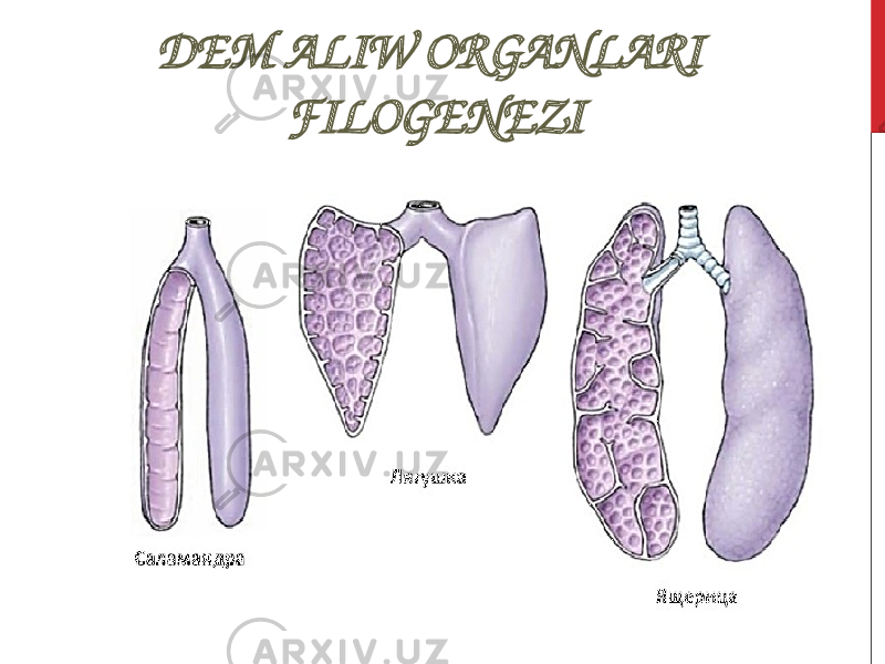 DEM ALIW ORGANLARI FILOGENEZI 