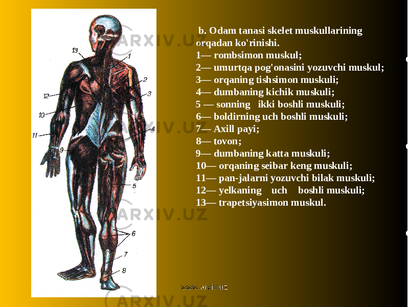 b. Odam tanasi skelet muskullarining orqadan ko&#39;rinishi. 1— rombsimon muskul; 2— umurtqa pog&#39;onasini yozuvchi muskul; 3— orqaning tishsimon muskuli; 4— dumbaning kichik muskuli; 5 — sonning ikki boshli muskuli; 6— boldirning uch boshli muskuli; 7— Axill payi; 8— tovon; 9— dumbaning katta muskuli; 10— orqaning seibar keng muskuli; 11— pan-jalarni yozuvchi bilak muskuli; 12— yelkaning uch boshli muskuli; 13— trapetsiyasimon muskul. www.arxiv.uz 