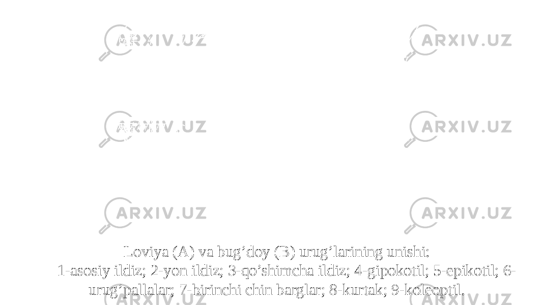 Loviya (A) va bug’doy (B) urug’larining unishi: 1-asosiy ildiz; 2-yon ildiz; 3-qo’shimcha ildiz; 4-gipokotil; 5-epikotil; 6- urug’pallalar; 7-birinchi chin barglar; 8-kurtak; 9-koleoptil. 