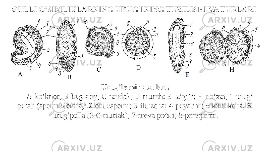 GULLI O’SIMLIKLARNING URUG’INING TUZILISHI VA TURLARI Urug’larning xillari: A-ko’knor; B-bug’doy; C-randak; D-murch; E- zig’ir; H-no’xat; 1-urug’ po’sti (spermoderma); 2-endosperm; 3-ildizcha; 4-poyacha; 5-kurtakcha; 6- urug’palla (3-6-murtak); 7-meva po’sti; 8-perisperm. 
