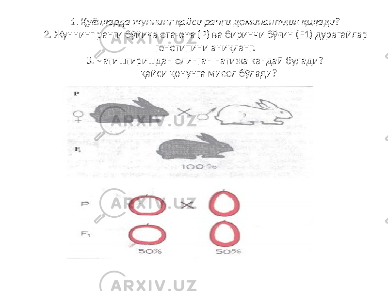 1. Қуёнларда жуннинг қайси ранги доминантлик қилади? 2. Жуннинг ранги бўйича ота-она (Р) ва биринчи бўғин (F1) дурагайлар генотипини аниқланг. 3. Чатиштиришдан олинган натижа кандай булади? қайси қонунга мисол бўлади? 