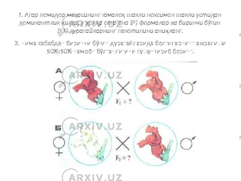 1. Агар помидор мевасининг юмалоқ шакли ноксимон шакли уcтидан доминантлик қилса, у ҳолда ота-она (Р) формалар ва биринчи бўғин (F1) дурагайларнинг генотипини аниқланг. 2. Нима сабабдан биринчи бўғин дурагайларида белгиларнинг ажралиши 50%:50% намоён бўлганлигини тушунтириб беринг. 