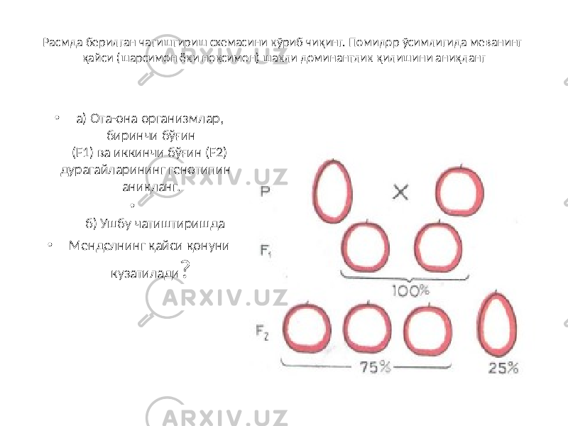 Расмда берилган чатиштириш схемасини кўриб чиқинг. Помидор ўсимлигида меванинг қайси (шарсимон ёки ноксимон) шакли доминантлик қилишини аниқланг • а) Ота-она организмлар, биринчи бўғин (F1) ва иккинчи бўғин (F2) дурагайларининг генотипини аниқланг. • б) Ушбу чатиштиришда • Менделнинг қайси қонуни кузатилади ? 