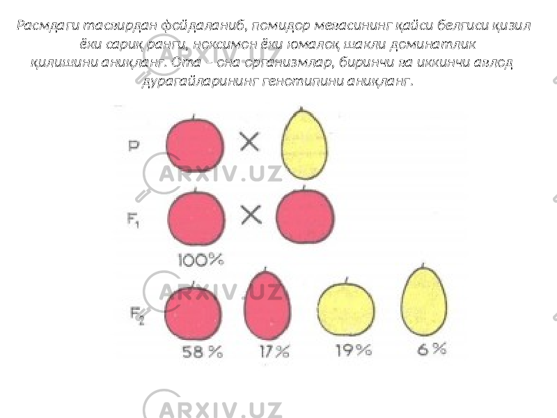 Расмдаги тасвирдан фойдаланиб, помидор мевасининг қайси белгиси қизил ёки сариқ ранги, ноксимон ёки юмалоқ шакли доминатлик қилишини аниқланг. Ота – она организмлар, биринчи ва иккинчи авлод дурагайларининг генотипини аниқланг. 