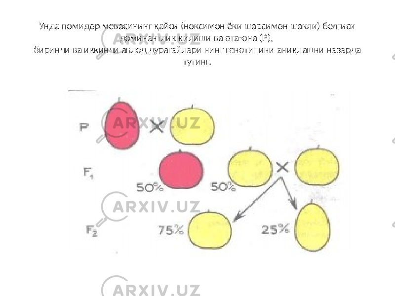 Унда помидор мевасининг қайси (ноксимон ёки шарсимон шакли) белгиси доминантлик қилиши ва ота-она (Р), биринчи ва иккинчи авлод дурагайлари нинг генотипини аниқлашни назарда тутинг. 