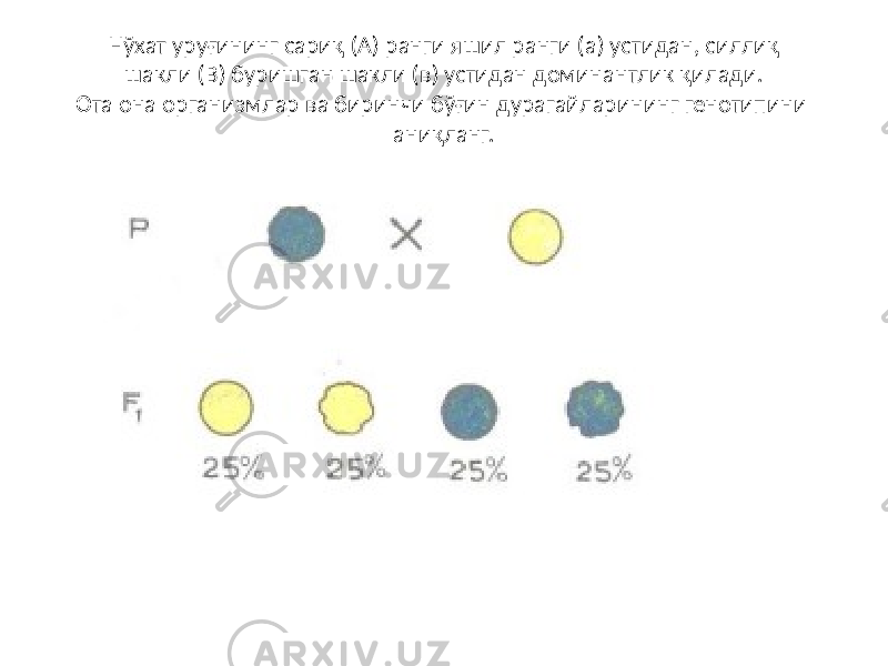 Нўхат уруғининг сариқ (А) ранги яшил ранги (а) устидан, силлиқ шакли (В) буришган шакли (в) устидан доминантлик қилади. Ота она организмлар ва биринчи бўғин дурагайларининг генотипини аниқланг. 