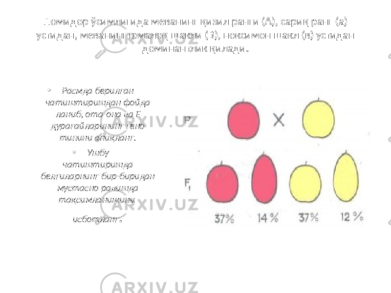 Помидор ўсимлигида меванинг қизил ранги (А), сариқ ранг (а) устидан, меванинг юмалоқ шакли (В), ноксимон шакл (в) устидан доминантлик қилади. • Расмда берилган чатиштиришдан фойда ланиб, ота-она ва F дурагайларининг гено типини аниқланг. • Ушбу чатиштиришда белгиларнинг бир-биридан мустасно равишда тақсимланишини исботланг . 