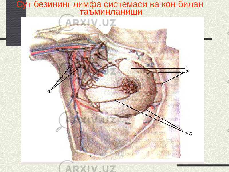 Сут безининг лимфа системаси ва кон билан таъминланиши 