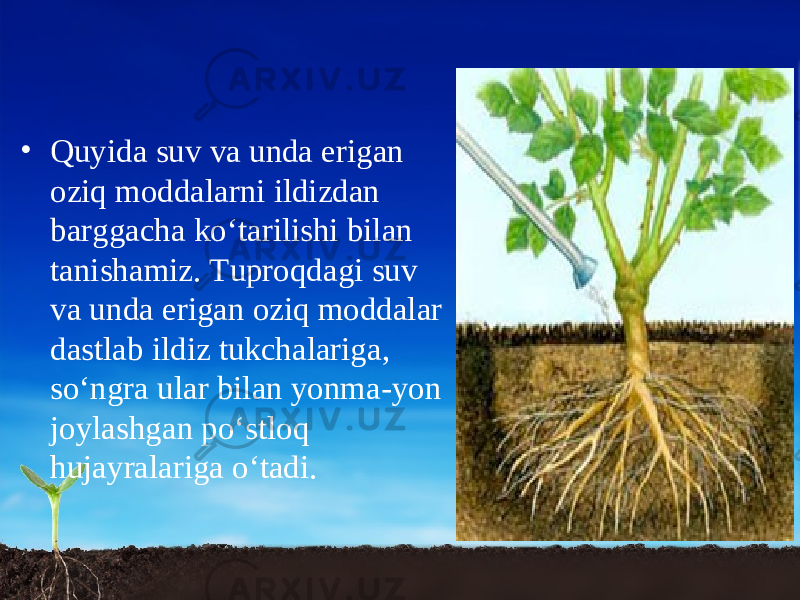 • Quyida suv va unda erigan oziq moddalarni ildizdan barggacha ko‘tarilishi bilan tanishamiz. Tuproqdagi suv va unda erigan oziq moddalar dastlab ildiz tukchalariga, so‘ngra ular bilan yonma-yon joylashgan po‘stloq hujayralariga o‘tadi. 