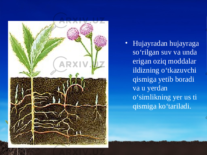 • Hujayradan hujayraga so‘rilgan suv va unda erigan oziq moddalar ildizning o‘tkazuvchi qismiga yetib boradi va u yerdan o‘simlikning yer us ti qismiga ko‘tariladi. 