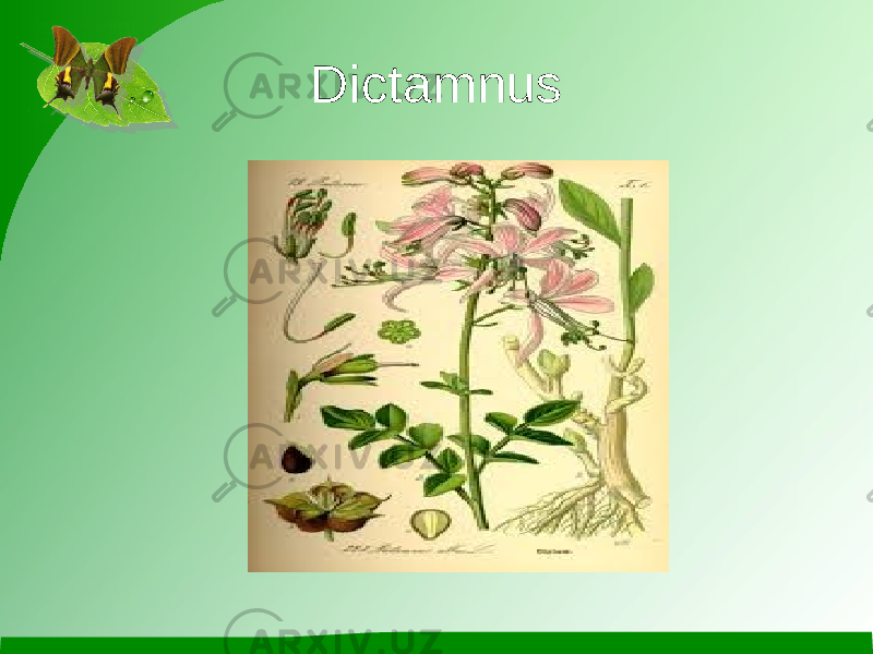 Dictamnus 