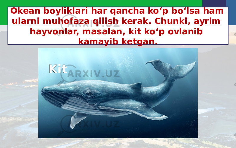 Okean boyliklari har qancha ko‘p bo‘lsa ham ularni muhofaza qilish kerak. Chunki, ayrim hayvonlar, masalan, kit ko‘p ovlanib kamayib ketgan. Kit 