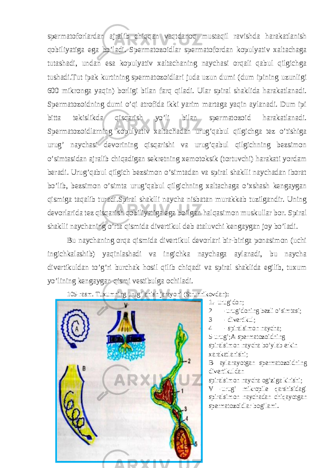 spermatoforlardan ajralib chiqqan vaqtdanoq mustaqil ravishda harakatlanish qobiliyatiga ega bo’ladi. Spermatozoidlar spermatofordan kopulyativ xaltachaga tutashadi, undan esa kopulyativ xaltachaning naychasi orqali qabul qilgichga tushadi.Tut ipak kurtining spermatozoidlari juda uzun dumi (dum ipining uzunligi 600 mikronga yaqin) borligi bilan farq qiladi. Ular spiral shaklida harakatlanadi. Spermatozoidning dumi o’qi atrofida ikki yarim martaga yaqin aylanadi. Dum ipi bitta tekislikda qisqarish yo’li bilan spermatozoid harakatlanadi. Spermatozoidlarning kopulyativ xaltachadan urug’qabul qilgichga tez o’tishiga urug’ naychasi devorining qisqarishi va urug’qabul qilgichning bezsimon o’simtasidan ajralib chiqadigan sekretning xemotoksik (tortuvchi) harakati yordam beradi. Urug’qabul qilgich bezsimon o’simtadan va spiral shaklli naychadan iborat bo’lib, bezsimon o’simta urug’qabul qilgichning xaltachaga o’xshash kengaygan qismiga taqalib turadi.Spiral shaklli naycha nisbatan murakkab tuzilgandir. Uning devorlarida tez qisqarish qobiliyatiga ega bo’lgan halqasimon muskullar bor. Spiral shaklli naychaning o’rta qismida divertikul deb ataluvchi kengaygan joy bo’ladi. Bu naychaning orqa qismida divertikul devorlari bir-biriga ponasimon (uchi ingichkalashib) yaqinlashadi va ingichka naychaga aylanadi, bu naycha divertikuldan to’g’ri burchak hosil qilib chiqadi va spiral shaklida egilib, tuxum yo’lining kengaygan qismi vestibulga ochiladi. 105-rasm. Tuxumning urug’lanish jarayoni (Strunnikovdan): 1.- urug’don; 2 -urug’doning bezli o’simtasi; 3 - divertikul; 4 - spiralsimon naycha; 5-urug’;A-spermatozoidning spiralsimon naycha bo’ylab erkin xarakatlanishi; B- aylanayotgan spermatozoidning divertikuldan spiralsimon naycha og’ziga kirishi; V -urug’ mikropile qarshisidagi spiralsimon naychadan chiqayotgan spermatozoidlar bog’lami . 