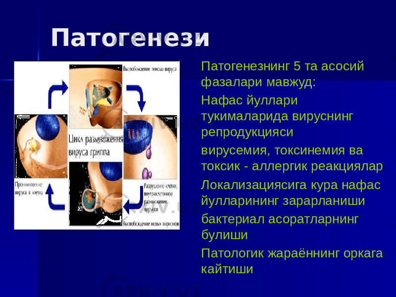 Патогенези Патогенезнинг 5 та асосий фазалари мавжуд: Нафас йуллари тукималарида вируснинг репродукцияси вирусемия, токсинемия ва токсик - аллергик реакциялар Локализациясига кура нафас йулларининг зарарланиши бактериал асоратларнинг булиши Патологик жараённинг оркага кайтиши 