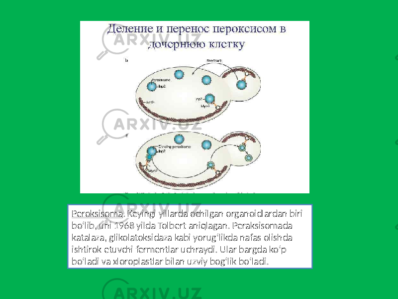Peroksisoma . Keyingi yillarda ochilgan organoidlardan biri bo‘lib, uni 1968 yilda Tolbert aniqlagan. Peraksisomada katalaza, glikolatoksidaza kabi yorug‘likda nafas olishda ishtirok etuvchi fermentlar uchraydi. Ular bargda ko‘p bo‘ladi va xloroplastlar bilan uzviy bog‘lik bo‘ladi. 