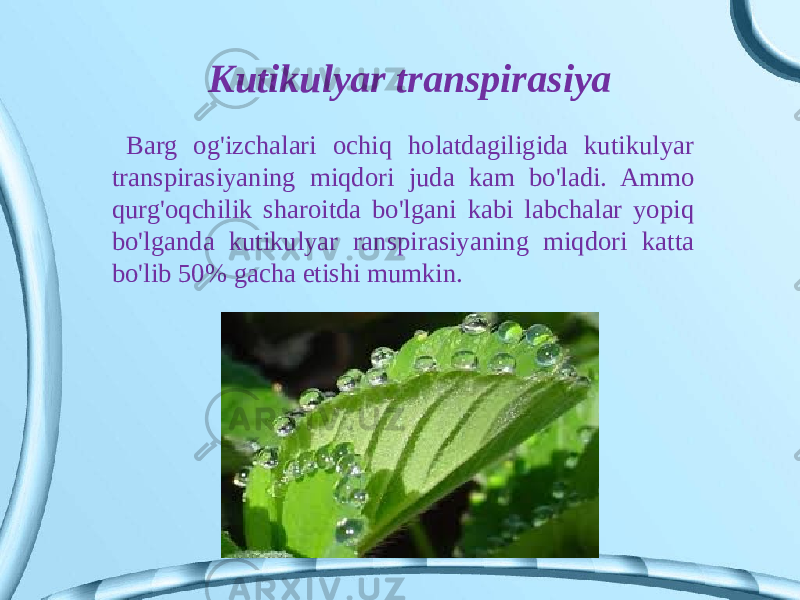  Barg og&#39;izchalari ochiq holatdagiligida kutikulyar transpirasiyaning miqdori juda kam bo&#39;ladi. Ammo qurg&#39;oqchilik sharoitda bo&#39;lgani kabi labchalar yopiq bo&#39;lganda kutikulyar ranspirasiyaning miqdori katta bo&#39;lib 50% gacha etishi mumkin. Kutikulyar transpirasiya 