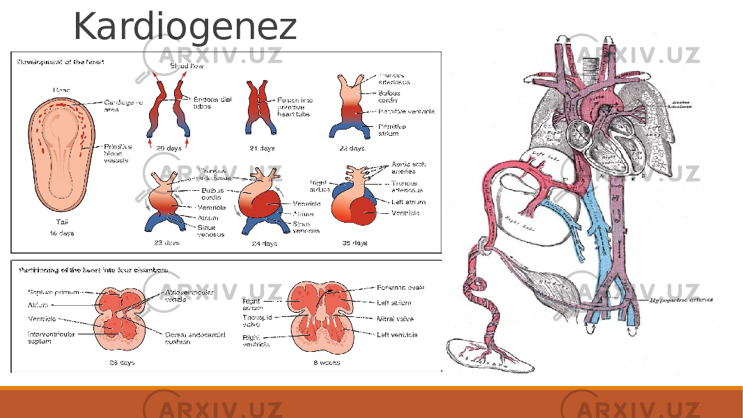 Kardiogenez 