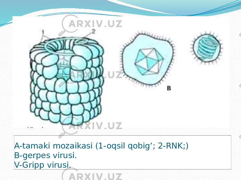 A-tamaki mozaikasi (1-oqsil qobig’; 2-RNK;) B-gerpes virusi. V-Gripp virusi. 