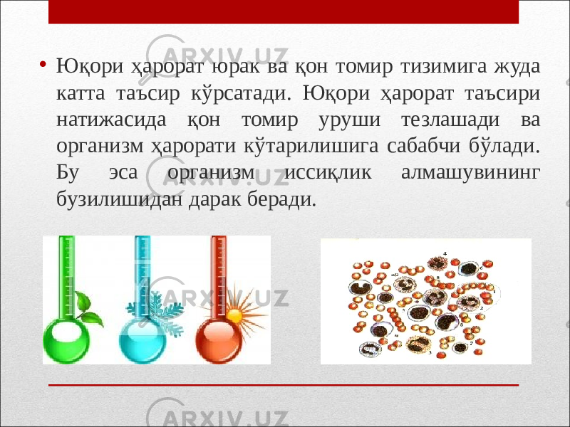 • Юқори ҳарорат юрак ва қон томир тизимига жуда катта таъсир кўрсатади. Юқори ҳарорат таъсири натижасида қон томир уруши тезлашади ва организм ҳарорати кўтарилишига сабабчи бўлади. Бу эса организм иссиқлик алмашувининг бузилишидан дарак беради. 