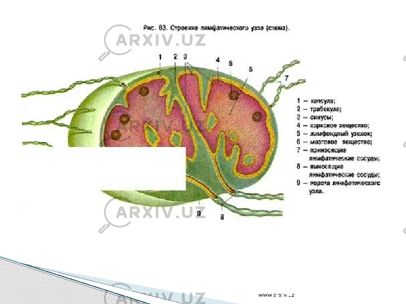 www.arxiv.uz 