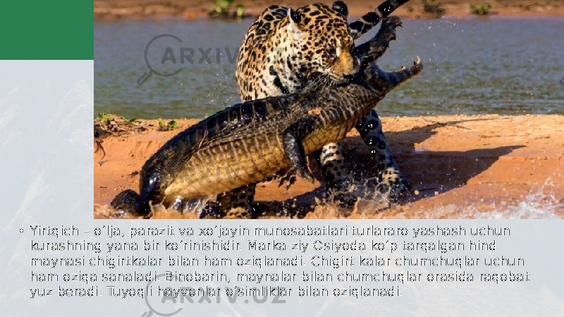 • Yirtqich – o‘lja, parazit va xo‘jayin munosabatlari turlararo yashash uchun kurashning yana bir ko‘rinishidir. Marka ziy Osiyoda ko‘p tarqalgan hind maynasi chigirtkalar bilan ham oziqlanadi. Chigirt kalar chumchuqlar uchun ham oziqa sanaladi. Binobarin, maynalar bilan chumchuqlar orasida raqobat yuz beradi. Tuyoqli hayvonlar o‘simliklar bilan oziqlanadi. 