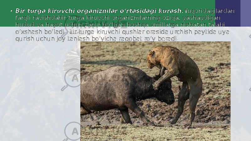 • Bir turga kiruvchi organizmlar o‘rtasidagi kurash. Yuqoridagilardan farqli ravishdabir turga kiruvchi organizmlarning oziqa, yashaydigan hudud va hayot uchun zarur bo‘lgan boshqa omillarga nisbatan talabi o‘xshash bo‘ladi. Bir turga kiruvchi qushlar orasida urchish paytida uya qurish uchun joy tanlash bo‘yicha raqobat ro‘y beradi. 