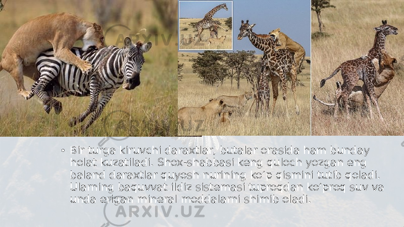 • Bir turga kiruvchi daraxtlar, butalar orasida ham bunday holat kuzatiladi. Shox-shabbasi keng quloch yozgan eng baland daraxtlar quyosh nurining ko‘p qismini tutib qoladi. Ularning baquvvat ildiz sistemasi tuproqdan ko‘proq suv va unda erigan mineral moddalarni shimib oladi. 