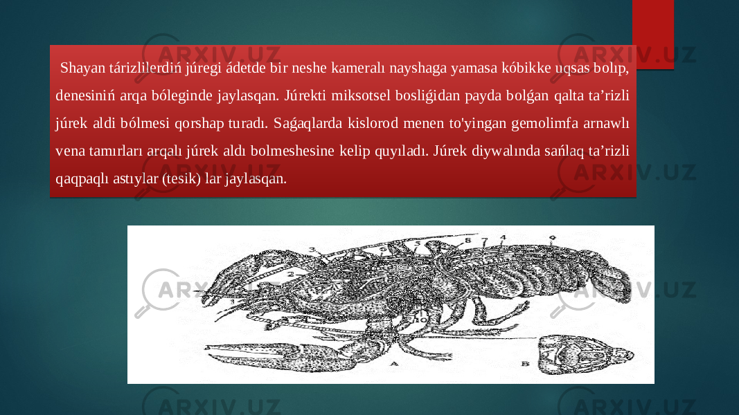  Shayan tárizlilerdiń júregi ádetde bir neshe kameralı nayshaga yamasa kóbikke uqsas bolıp, denesiniń arqa bóleginde jaylasqan. Júrekti miksotsel bosliǵidan payda bolǵan qalta ta’rizli júrek aldi bólmesi qorshap turadı. Saǵaqlarda kislorod menen to&#39;yingan gemolimfa arnawlı vena tamırları arqalı júrek aldı bolmeshesine kelip quyıladı. Júrek diywalında sańlaq ta’rizli qaqpaqlı astıylar (tesik) lar jaylasqan. 06 07 10 1B 36 2D 