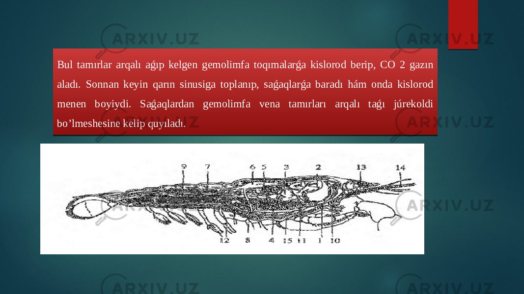 Bul tamırlar arqalı aǵıp kelgen gemolimfa toqımalarǵa kislorod berip, CO 2 gazın aladı. Sonnan keyin qarın sinusiga toplanıp, saǵaqlarǵa baradı hám onda kislorod menen boyiydi. Saǵaqlardan gemolimfa vena tamırları arqalı taǵı júrekoldi bo’lmeshesine kelip quyıladı. 37 04 03 16 