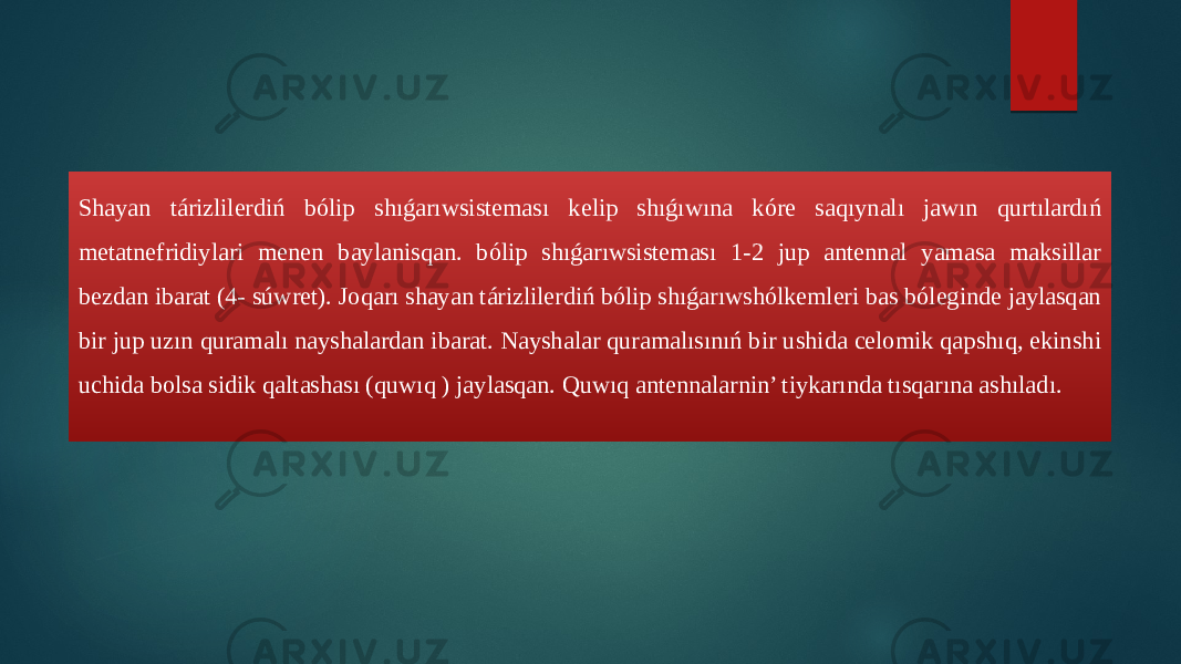 Shayan tárizlilerdiń bólip shıǵarıwsisteması kelip shıǵıwına kóre saqıynalı jawın qurtılardıń metatnefridiylari menen baylanisqan. bólip shıǵarıwsisteması 1-2 jup antennal yamasa maksillar bezdan ibarat (4- súwret). Joqarı shayan tárizlilerdiń bólip shıǵarıwshólkemleri bas bóleginde jaylasqan bir jup uzın quramalı nayshalardan ibarat. Nayshalar quramalısınıń bir ushida celomik qapshıq, ekinshi uchida bolsa sidik qaltashası (quwıq ) jaylasqan. Quwıq antennalarnin’ tiykarında tısqarına ashıladı. 