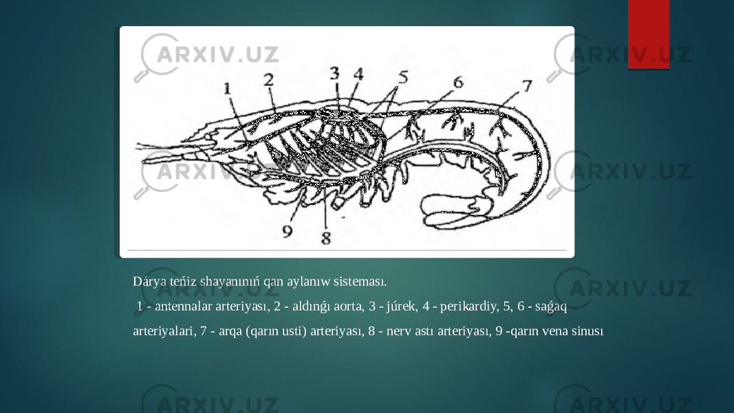 Dárya teńiz shayanınıń qan aylanıw sisteması. 1 - antennalar arteriyası, 2 - aldınǵı aorta, 3 - júrek, 4 - perikardiy, 5, 6 - saǵaq arteriyalari, 7 - arqa (qarın usti) arteriyası, 8 - nerv astı arteriyası, 9 -qarın vena sinusı 